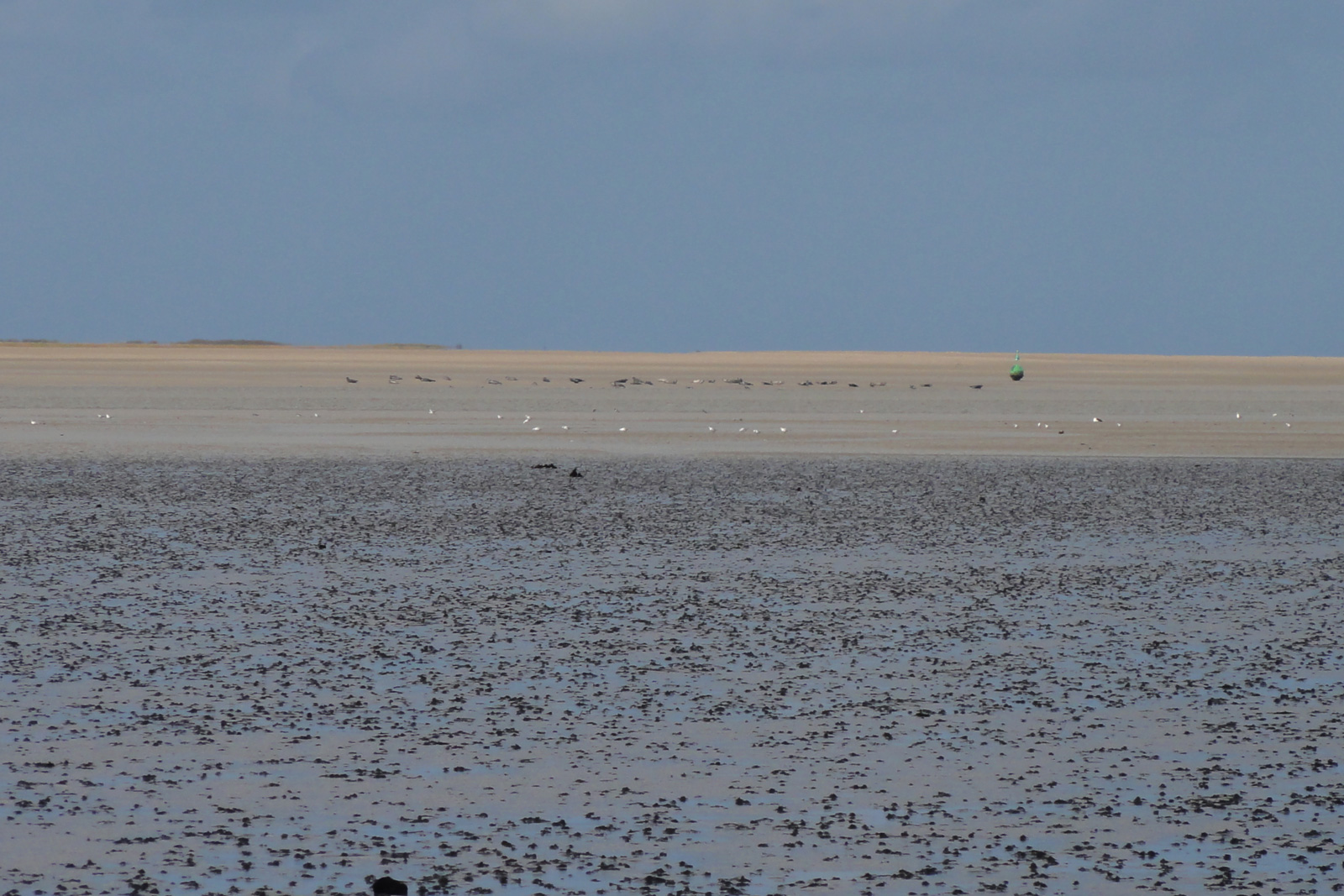 Baie des veys phoques